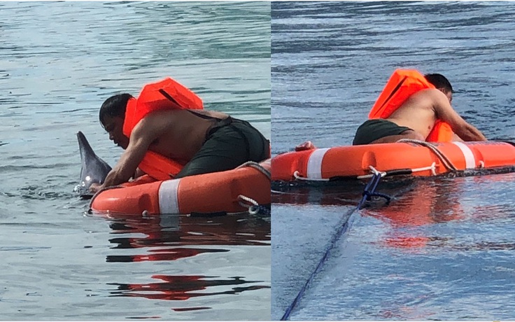Cứu nạn một cá heo bị thương, ‘bơi lạc’ vào vùng biển Đà Nẵng