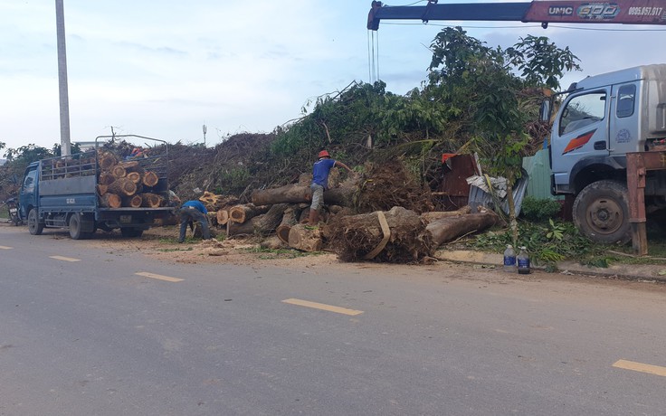 Vụ tận thu gỗ sau bão ở Đà Nẵng: Kỷ luật nhóm người của công ty cây xanh