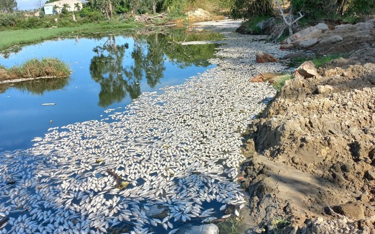 Đà Nẵng: Vớt hơn 4 tấn cá chết trên sông Cổ Cò sau mưa lớn
