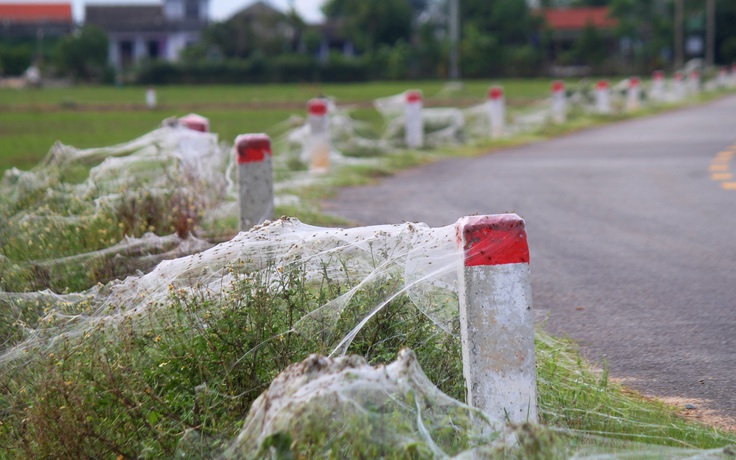 Mỏng mảnh tơ trời