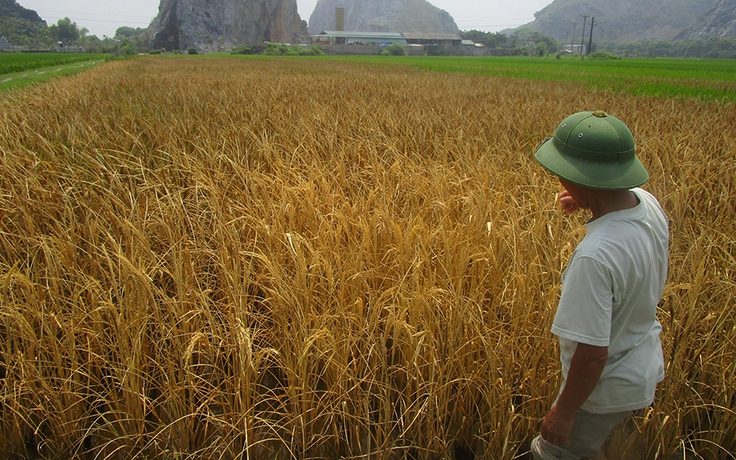 Liên tiếp phá hoại ruộng lúa của dân bằng thuốc diệt cỏ
