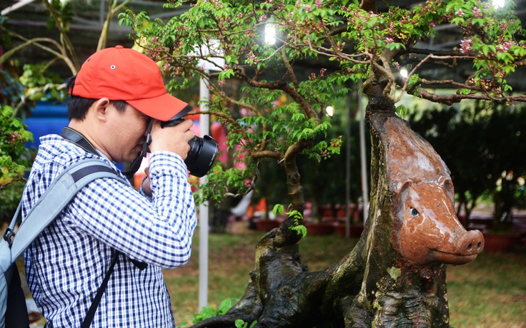 Cây khế bỗng 'mọc thêm' đầu heo nửa tỉ đồng cho người Sài Gòn chưng Tết