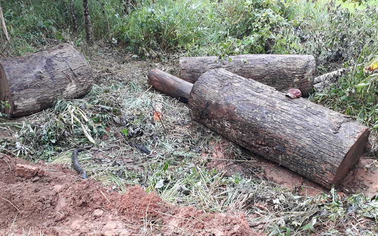 Vụ lật xe chở gỗ 1 người tử vong: Số gỗ khai thác là gỗ lậu