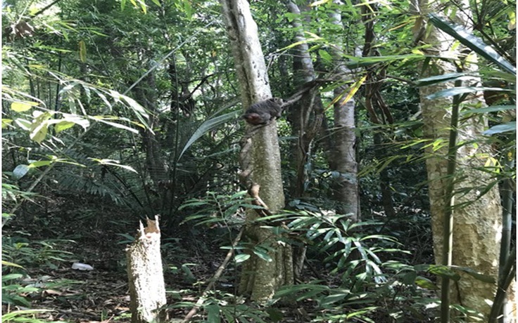 Kon Tum thả động vật quý hiếm về rừng tự nhiên