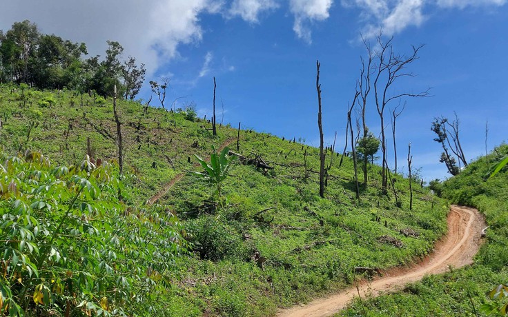 Kon Tum: Báo động tình trạng phá rừng làm nương rẫy