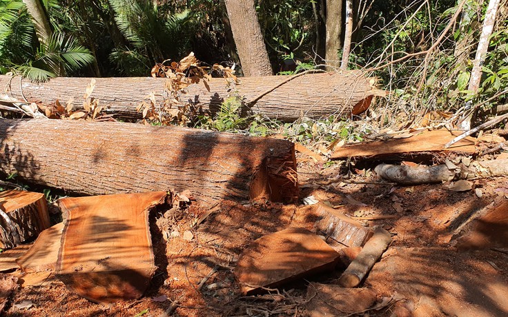 Điều tra vụ phá rừng 'khủng' ở Kon Plông