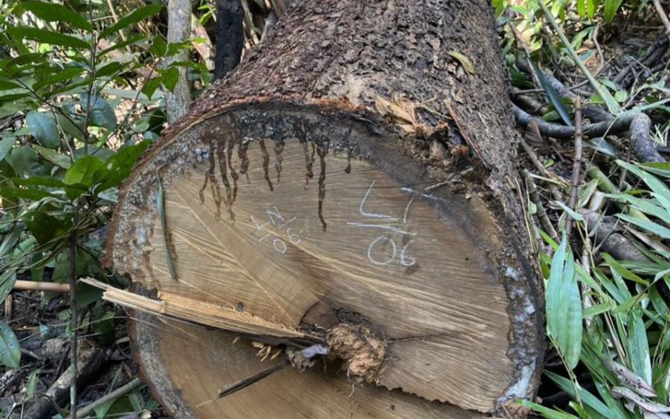 Kon Tum: Phá rừng, cưa hạ hàng chục cây gỗ ở huyện biên giới Sa Thầy