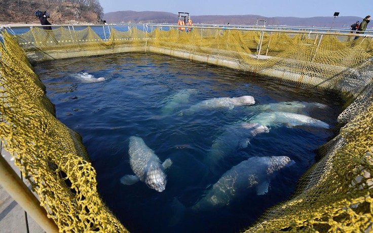 Nga phá dỡ 'nhà tù cá voi' khét tiếng
