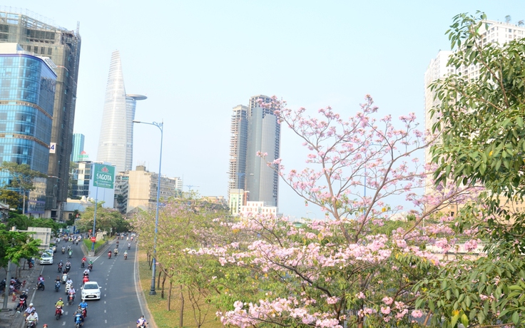 Hoa kèn hồng khoe sắc làm nao lòng giới trẻ Sài Gòn