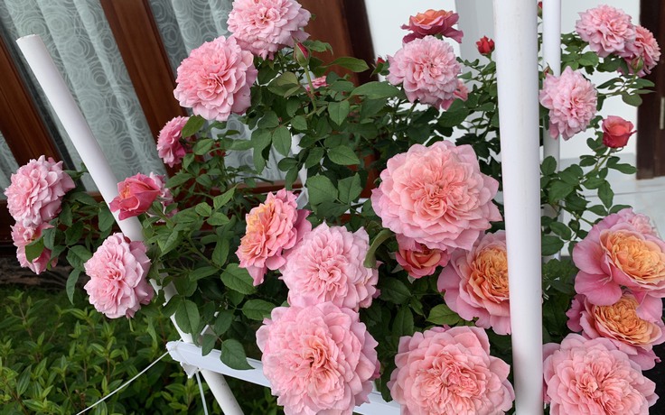 'Rụng tim' với vườn hoa hồng đẹp mê mệt của người mẹ trẻ