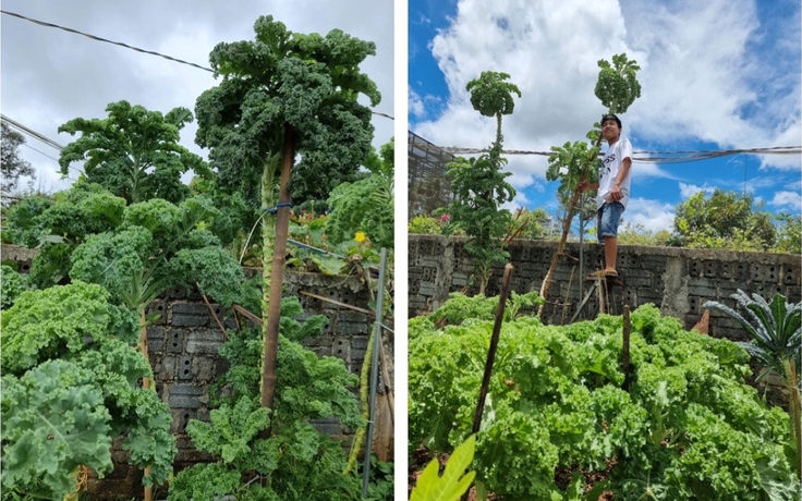 Ngỡ ngàng với mẹ trẻ trồng rau cao hơn 3 mét phải bắc thang để hái