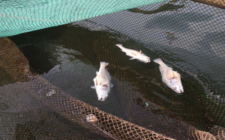 Cá chết ở vùng biển Thanh Hóa có thể do thiếu ô xy