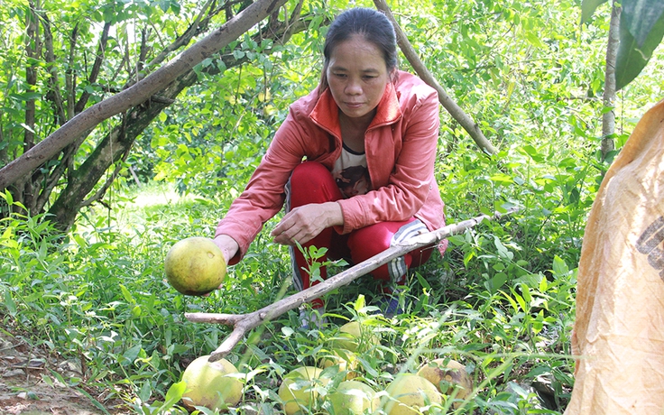 Bão số 10 tàn phá 400 ha bưởi Phúc Trạch, thiệt hại hàng tỉ đồng