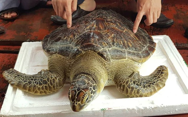 Thả rùa biển quý hiếm nặng 22 kg về biển