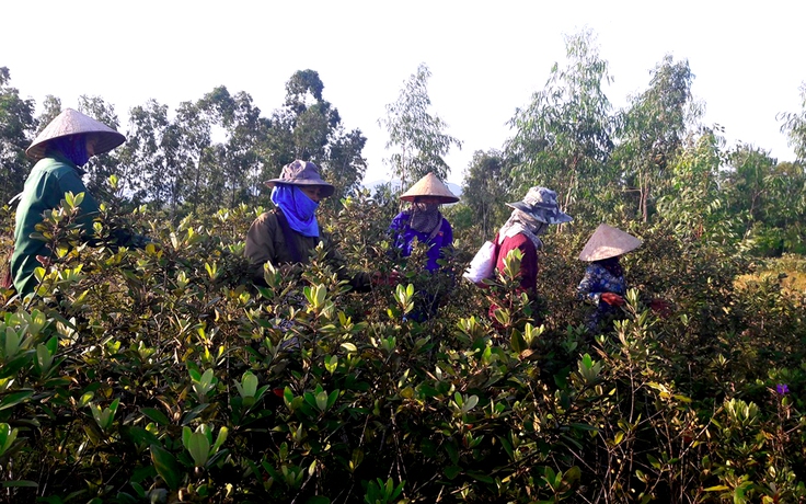 Người dân Hà Tĩnh rủ nhau lên đồi 'lẩy' sim