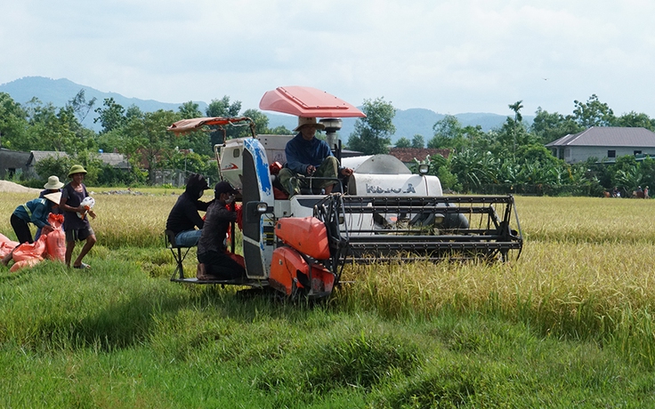 Nông dân Hà Tĩnh hối hả thu hoạch lúa chạy bão số 5