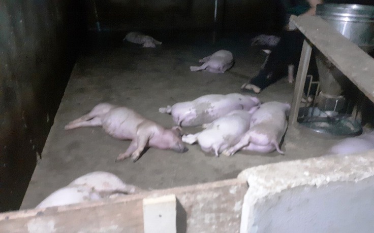 Hà Tĩnh: Sét đánh chết đàn heo 12 con