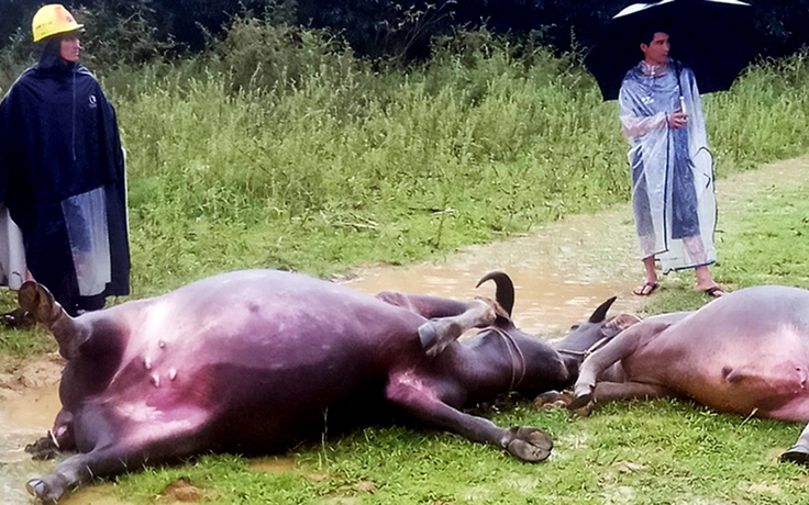 Hà Tĩnh: Sét đánh chết 2 con trâu của người dân ở huyện miền núi Hương Khê