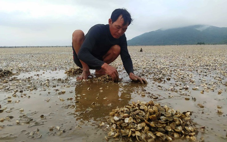 Hà Tĩnh: Xác định nguyên nhân khiến ngao nuôi chết hàng loạt