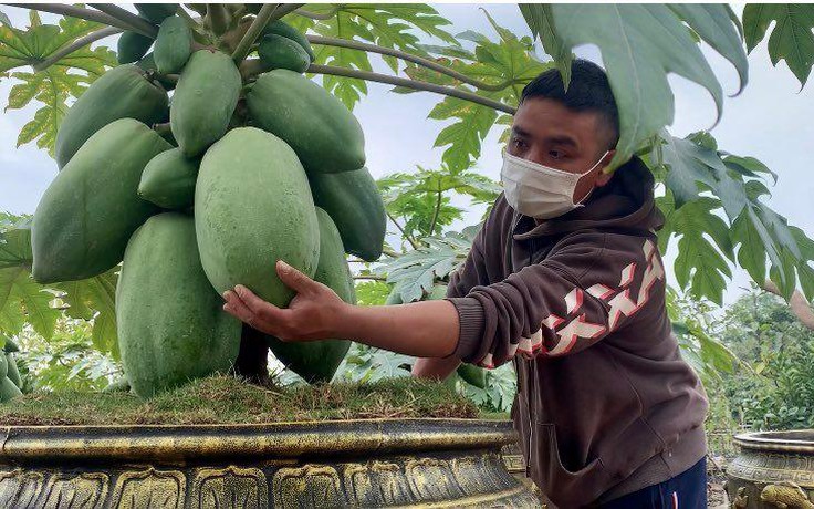 Độc, lạ đu đủ bon sai chơi tết, giá cao đến 20 triệu/cây vẫn 'cháy' hàng