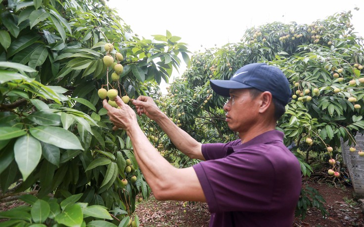 Trung Quốc ‘ra điều kiện’ để vải thiều Bắc Giang được thông quan