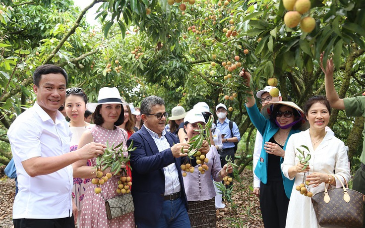 Đại sứ nhiều nước có ‘trải nghiệm hiếm có’ tại vườn vải thiều Thanh Hà