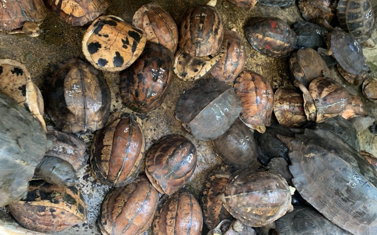 Con rao bán rùa hộp trán vàng trên YouTube, cha nhận án 10 năm tù giam