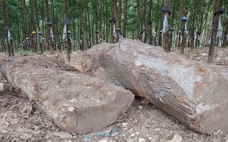 Công an xử phạt người đào 'cây gỗ chôn vùi dưới đất' có xác đáng?