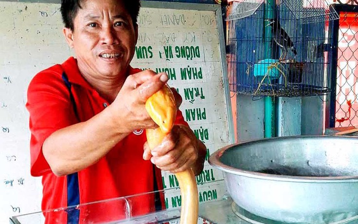 Nông dân bắt được con lươn vàng óng được trả 10 triệu vẫn không bán