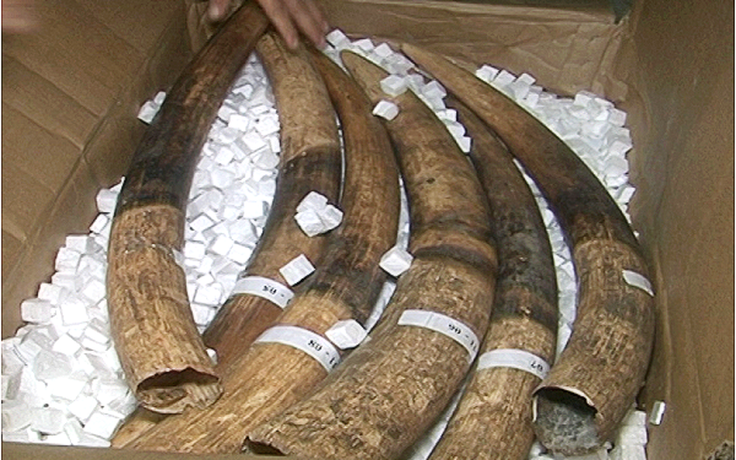 Một chiến sĩ biên phòng Bạc Liêu liên quan đến vụ bắt 1,5 tấn ngà voi