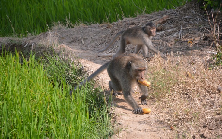 Bầy khỉ hoang đại náo vùng quê, nhiều trẻ bị tấn công