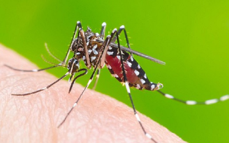 Nhiều nơi ghi nhận muỗi sốt rét kháng hóa chất