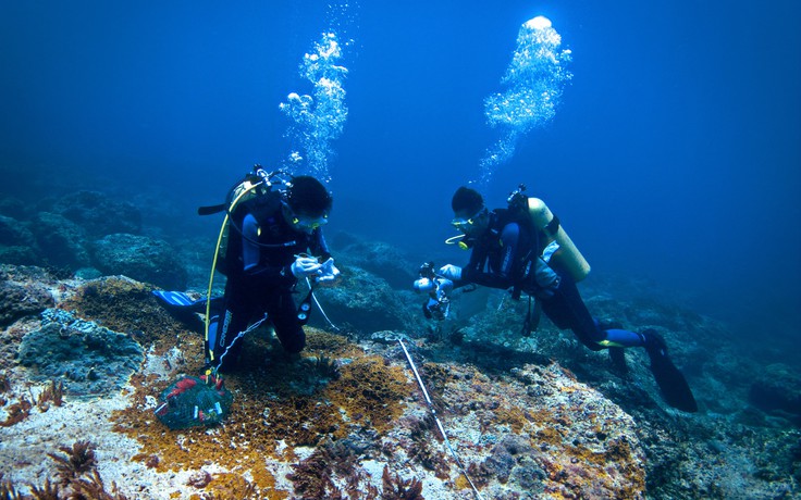 Chơi Tết, ai đã từng thấy san hô đen cực hiếm ở thủy cung Cồn Cỏ?