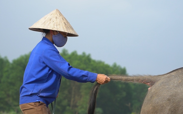 Tết đến ngay trên đồng lạc: Con trâu vẫn đi trước cái cày theo sau