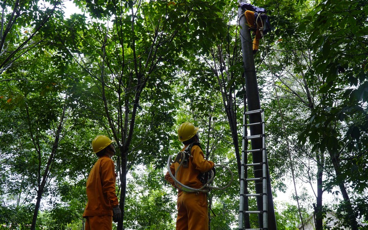 Vườn cao su gây họa ở Quảng Trị