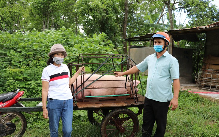 Quảng Trị: Người phụ nữ chở con lợn 120 kg lên UBND xã gửi ủng hộ TP.HCM