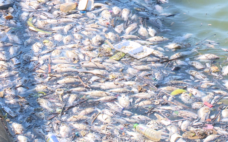 Cá chết hàng loạt ở hồ điều hòa giữa TP.Đông Hà, nghi do thay đổi thời tiết