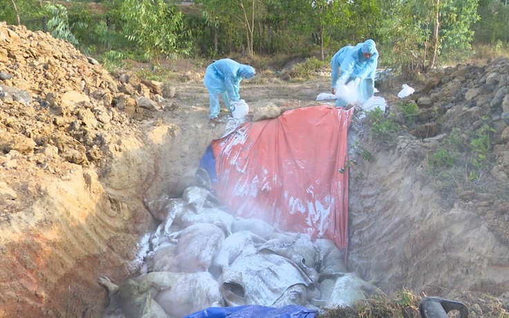 Quảng Trị: Bùng phát dịch tả lợn châu Phi, tiêu hủy hàng trăm con lợn