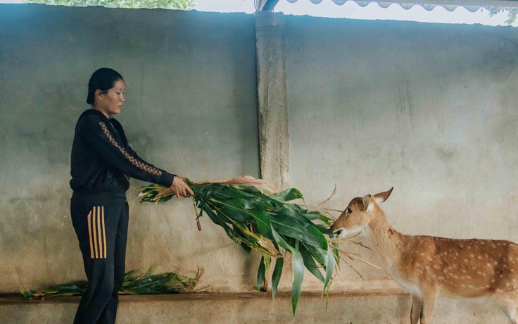 Gái nhà nông làm giàu bằng nuôi 'thú lạ' chỉ để cưa sừng