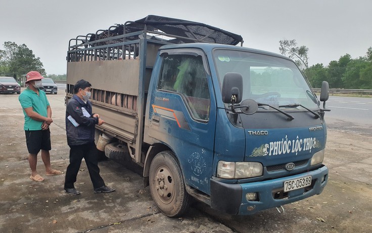 Quảng Trị: Phát hiện xe tải 'phước lộc thọ' chở hàng chục con lợn không rõ nguồn gốc