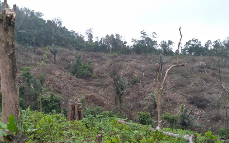 Xâm hại, chặt hạ hơn 18 ha rừng ở Quảng Trị để lấy đất làm nương