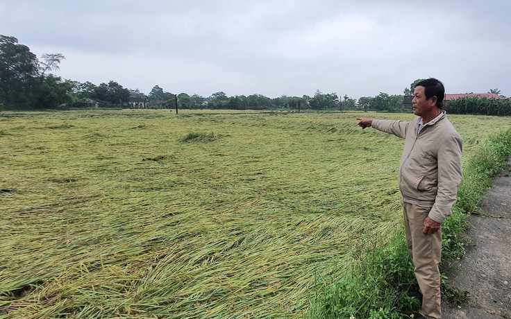 Mưa lớn, hàng ngàn ha lúa của nông dân Quảng Bình - Quảng Trị đổ rạp