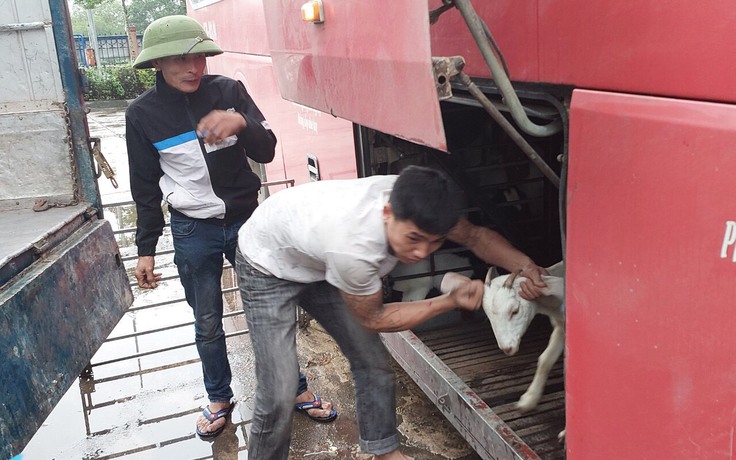 Quảng Trị: Phát hiện 39 con dê không kiểm dịch nhốt trong hầm xe khách