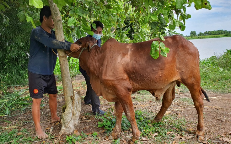 Bùng phát dịch bệnh viêm da nổi cục trên đàn trâu, bò ở Tây Ninh