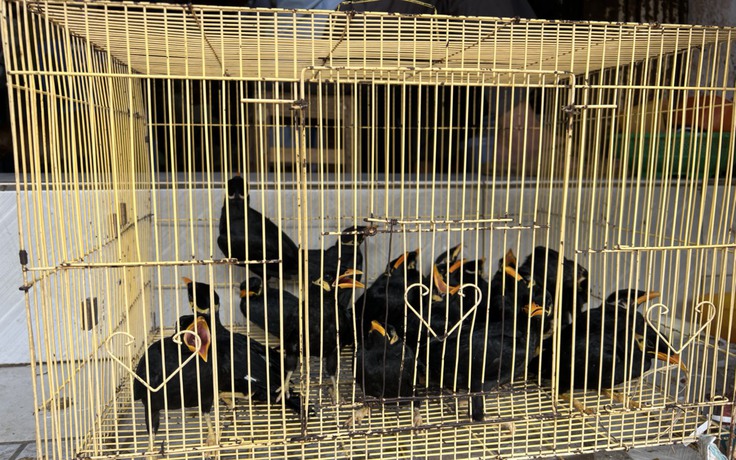 Tây Ninh: Bắt giữ vụ tàng trữ, mua bán 19 cá thể chim nhồng quý hiếm