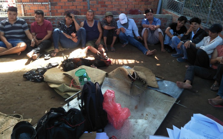 Cảnh sát hình sự phá một trường gà miệt vườn Bến Tre ngày 30 Tết