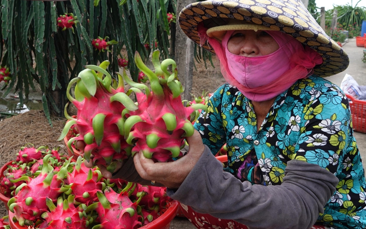 Thương lái Trung Quốc biến mất, thanh long ế đầy đồng không ai mua