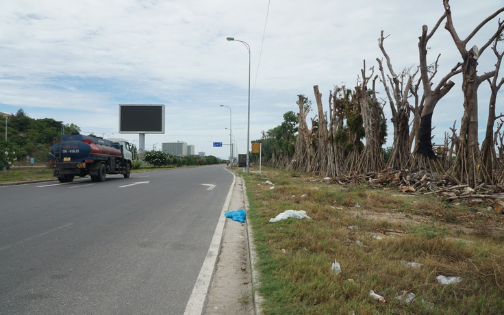 Vụ hàng trăm cây cổ thụ gần sân bay Cam Ranh: Sở NN-PTNT Khánh Hòa báo cáo UBND tỉnh