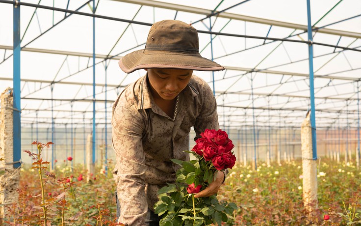 Chàng trai bỏ việc ở Nhật về quê trồng hoa hồng, thu nửa tỉ đồng mỗi năm