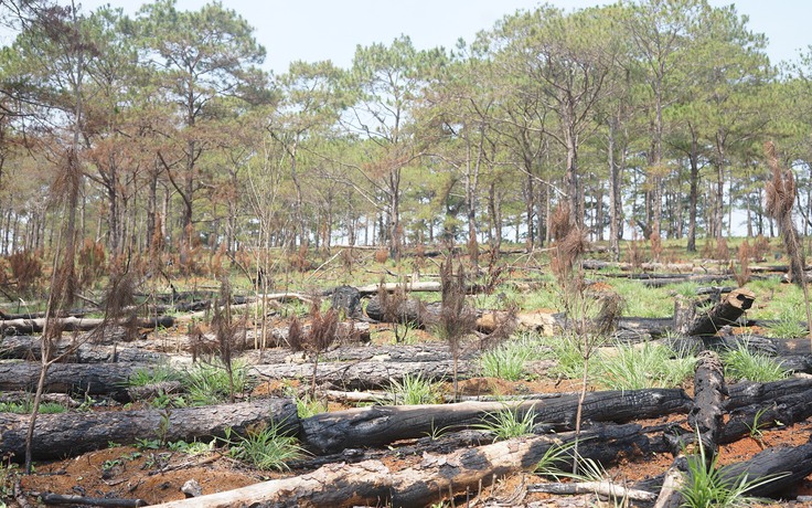Đắk Nông: Hơn 850 cây thông non bị chết cháy do liên quan Hạt Kiểm lâm đốt thực bì